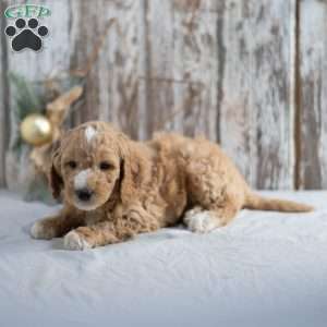 Gavin, Mini Goldendoodle Puppy